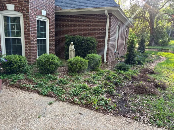 Side foundation bed at a brick home overrun with weeds, leaf litter and bare patches around boxwood shrubs