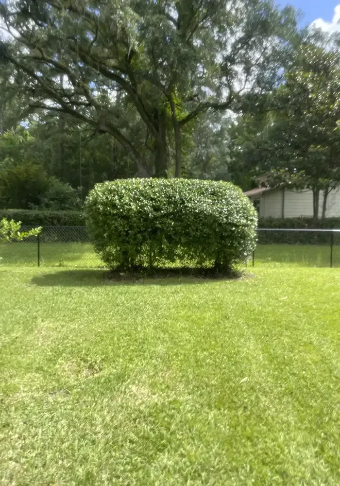 Large ornamental shrub trimmed into neat rounded shape in residential yard
